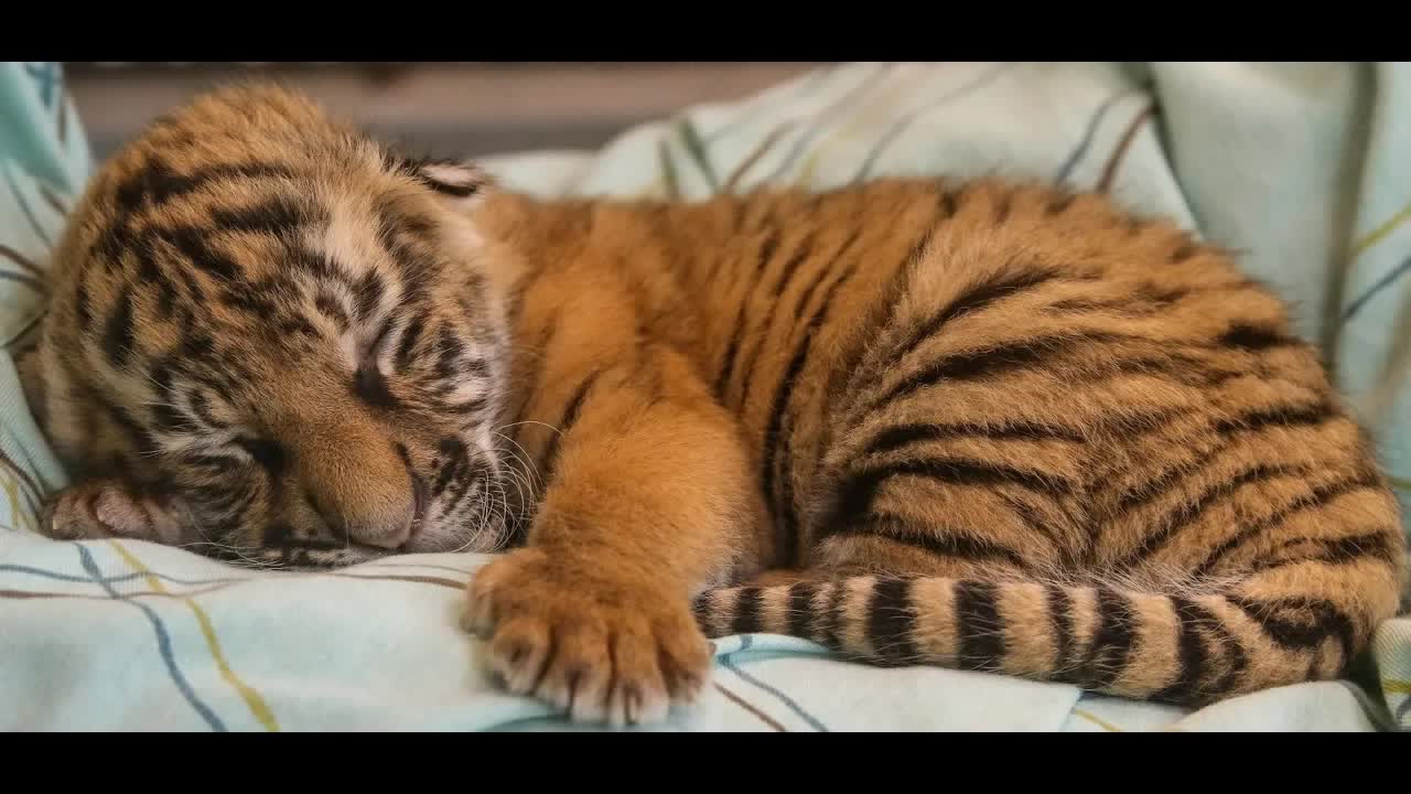 Baby-tiger Lullaby - Колыбельная для тигрёнка (2022)
