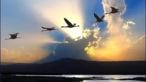 Лебеди над Россией - Swans Fly Over Russia